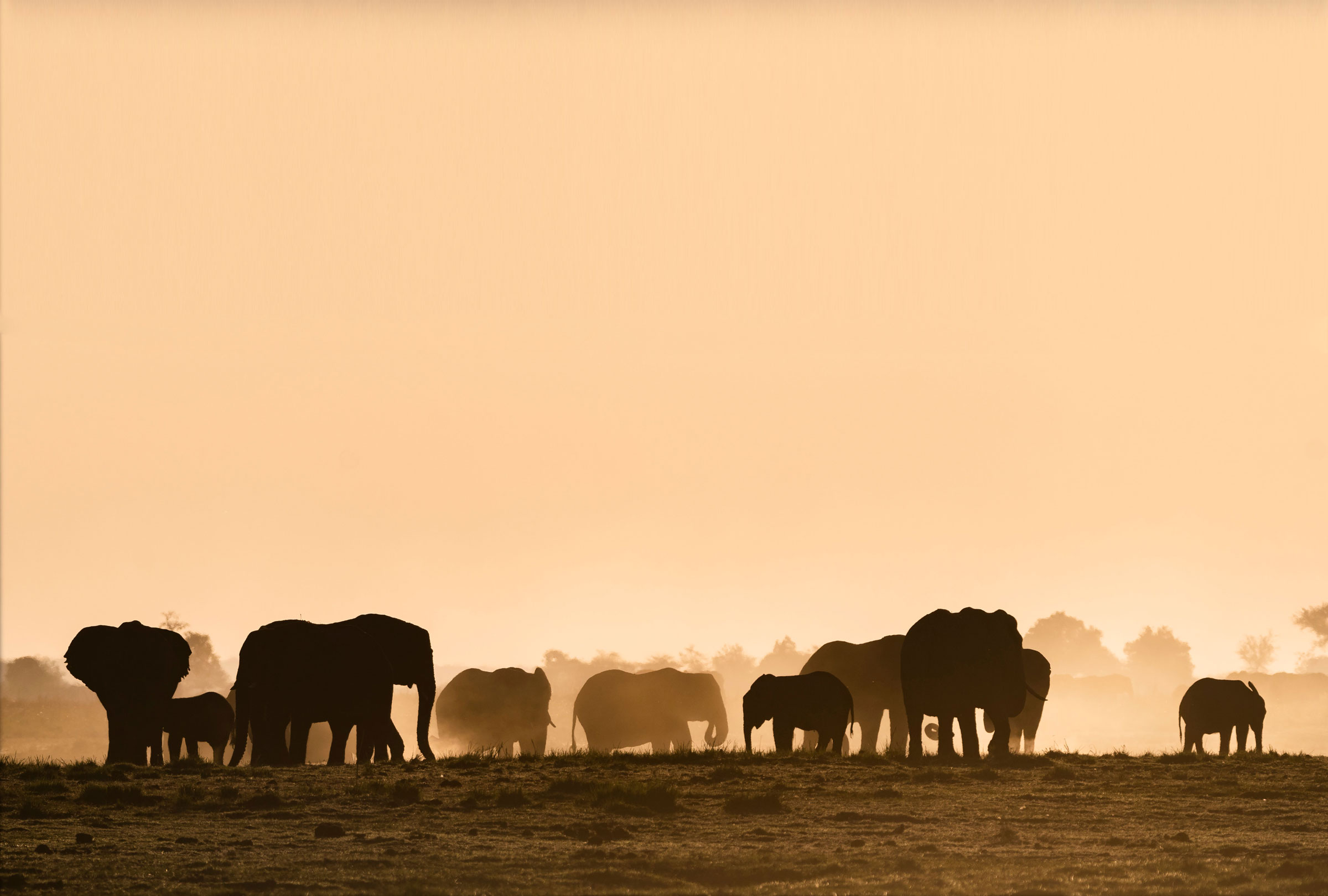 Panoramic view of the Serengeti plains at sunrise